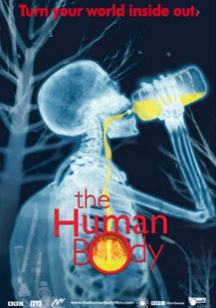 Человеческое тело в IMAX